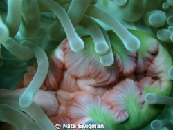 Anenome mouth abstract. ISO: 100, f/3.41, Exp: 1/60 sec. by Nate Ewigman 